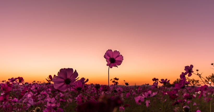 Leading with compassion and surrender