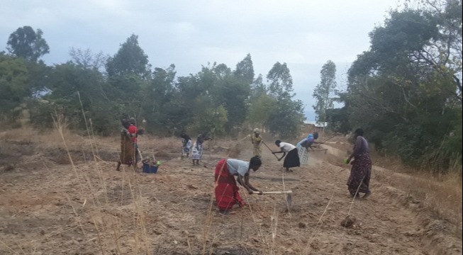women in Malawi working the land