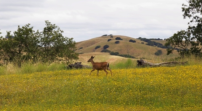 Northern California Deer