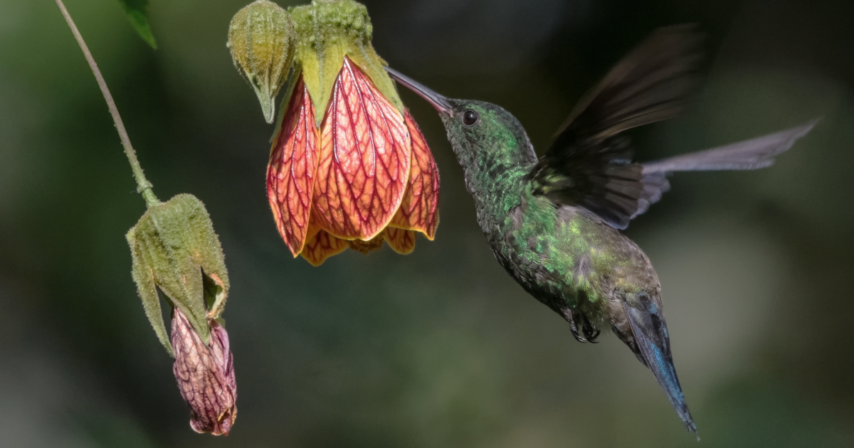 From Metacrisis to Metamorphosis: Living Into Sacred Reciprocity